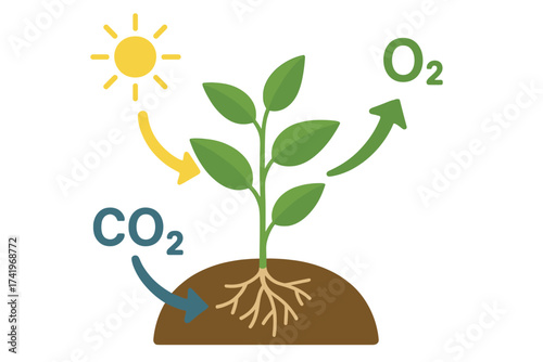 Photosynthesis process vector. Plant with roots absorbing CO2 and sun light, releasing oxygen. Science education diagram. Ecology and biology concept illustration. CO2 to O2.