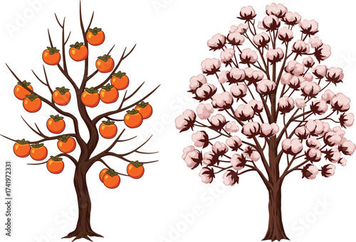 Persimmon tree with orange fruits, cotton tree with white bolls, botanical comparison, seasonal agriculture illustration, detailed foliage drawing, harvest plant artwork