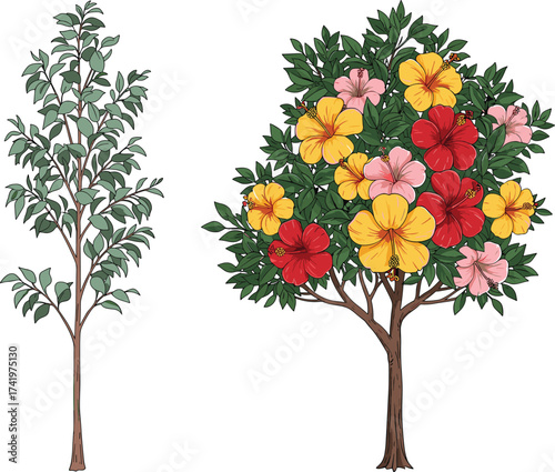Slender green tree with sparse foliage, hibiscus flowering tree with colorful blossoms, botanical comparison, seasonal nature illustration, detailed foliage drawing