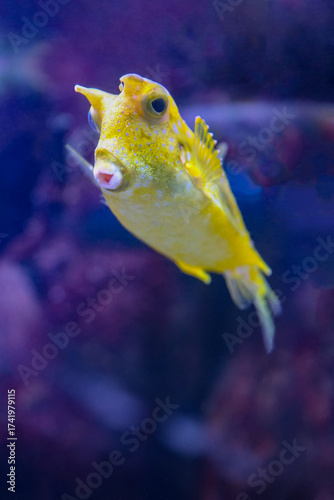 Fish under water, yellow trunk cow fish: lactoria cornuta