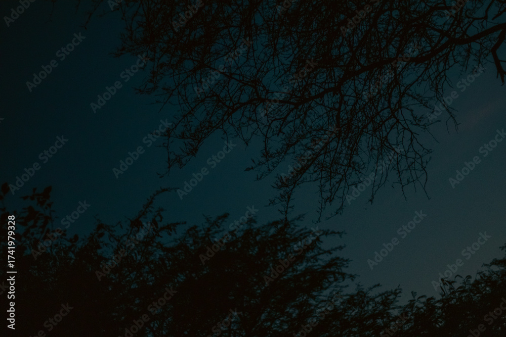 Fototapeta premium Silhouette of Trees Against the Night Sky