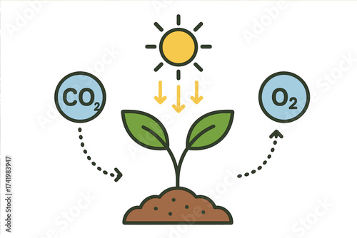 Photosynthesis process vector illustration showing plant converting carbon dioxide to oxygen with sunlight, green leaves sprouting from soil, environmental biology concept, transparent background