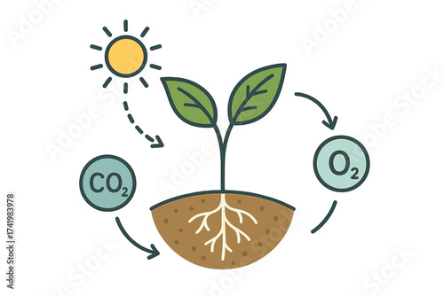Photosynthesis process vector illustration showing plants transforming carbon dioxide to oxygen with sunlight energy, green leaves, roots and soil, environmental science concept
