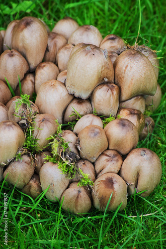 Tableau sur toile mica cap, glistening inky cap, or shiny cap (Coprinellus micaceus)