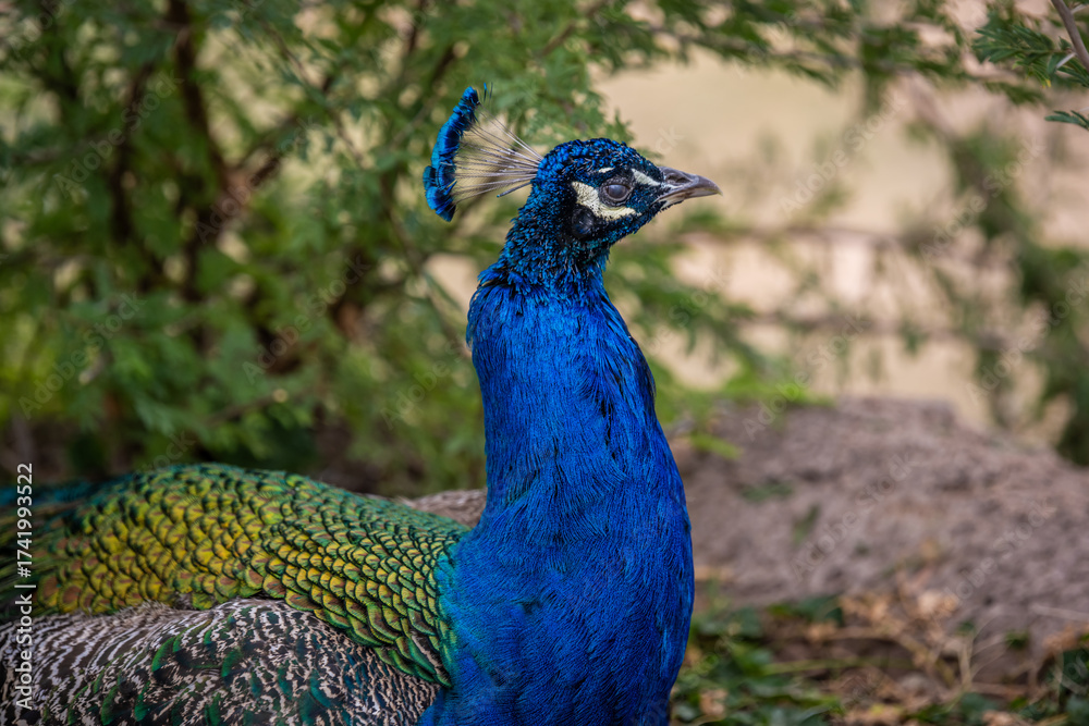 Naklejka premium A large brown peafowl in Tucson, Arizona