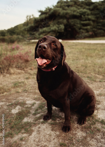 brown labrador in a field