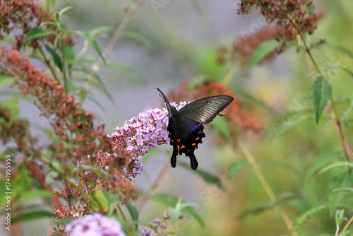 Butterfly bush flower that are popular with Swallowtail butterfly