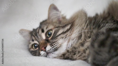 A cat is laying on a white bed with its eyes open