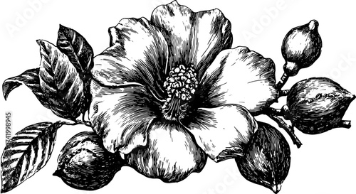 Flower with leaves and buds drawn in monochrome botanical style. Vintage vector illustration with detailed linework.
