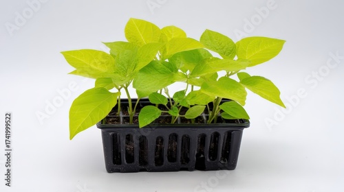 Vibrant green seedlings growing in black nursery tray with soft lighting