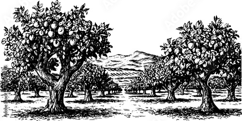 Orchard with fruit trees and mountains in the background. Vintage black and white engraving style vector illustration.
