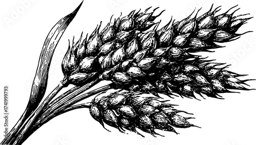 Wheat grain plant ear in ink sketch style. Botanical vector illustration in black and white with vintage detail.