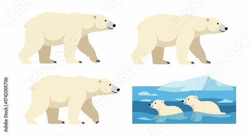 Four polar bear illustrations show them walking wading and cubs swimming in icy water