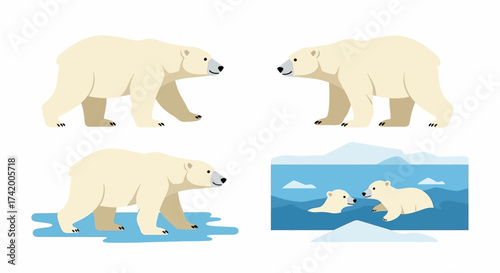 Four polar bear illustrations show them walking wading and cubs swimming in icy water