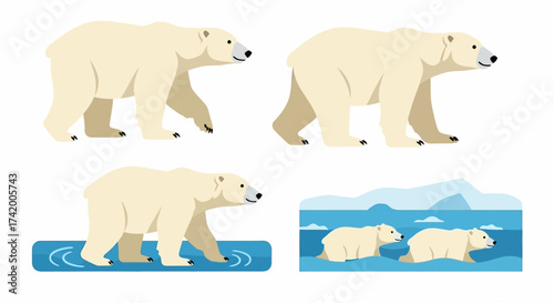 Four polar bear illustrations show them walking wading and cubs swimming in icy water