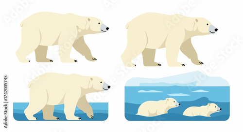 Four polar bear illustrations show them walking wading and cubs swimming in icy water