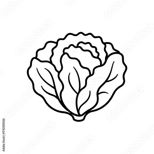 Outline drawing of the cabbage on transparent background