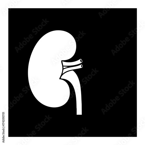 Human Kidney Anatomy Illustration with Renal Vessels and Ureter.