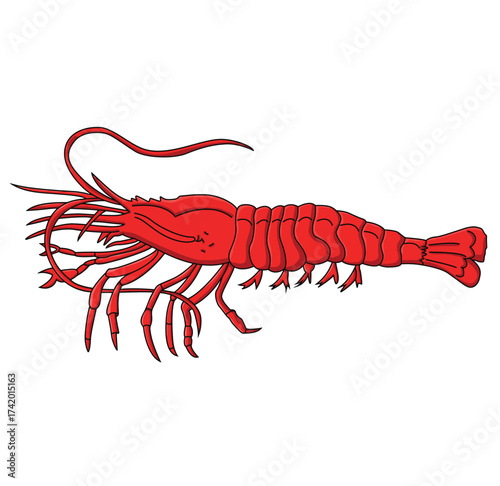Cute cartoon hand drawn vector Shrimp clipart.
