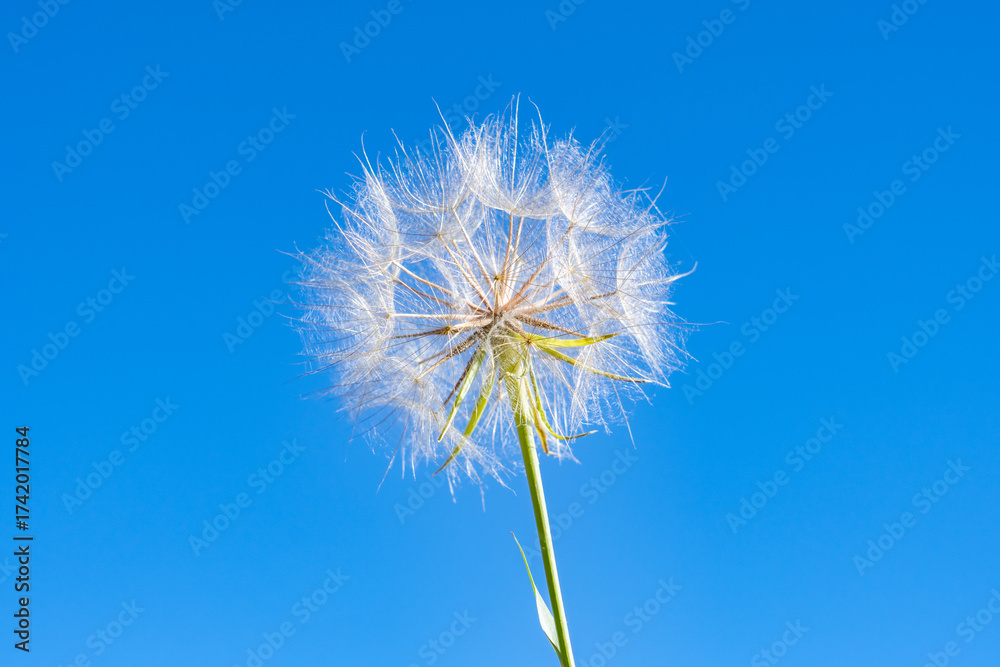 Obraz premium Tragopogon, goatsbeard or salsify, is a genus of flowering plants in the family Asteraceae. Big Bend Ridge, Medal of Honor Hwy, Idaho. Tragopogon dubius, yellow salsify. 