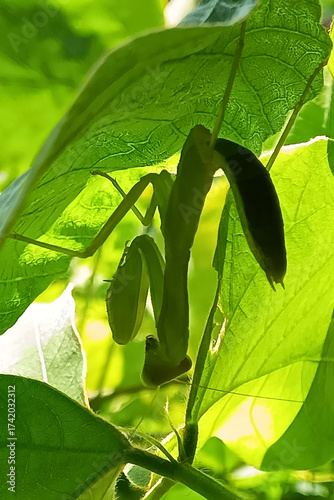 カマキリ　ひそむカマキリ　獲物狙う
