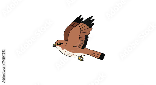 Illustration of a poised hawk in mid-flight with detailed feathers and sharp features against plain white background