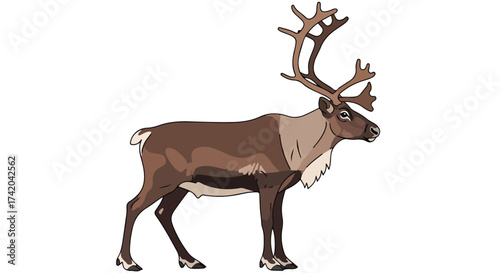 Illustration of a majestic caribou with impressive antlers standing gracefully on a white background artwork drawing design