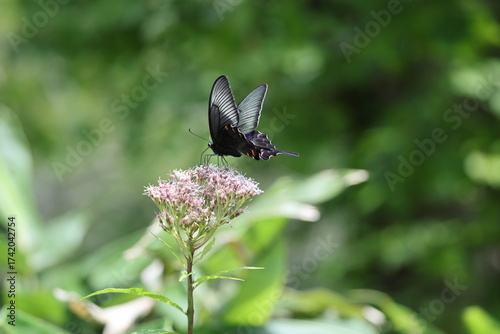 Papilio bianor, also known as the common peacock, is a species of butterfly in the family Papilionidae, the swallowtails. This photo was taken in Hokkaido, Japan.