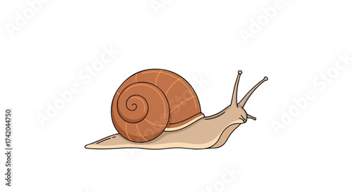 Stylized vector drawing of a snail with a brown shell on a plain white background showcasing cartoonish line art and smooth shading