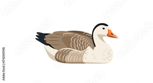 Illustration of a resting greylag goose on a white background showcasing its tranquil posture and detailed feather patterns