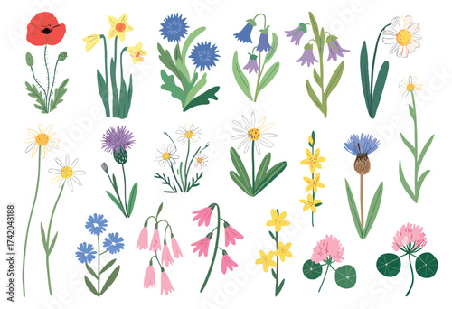 Hand-Drawn Botanical Illustrations in Soft Watercolor Style