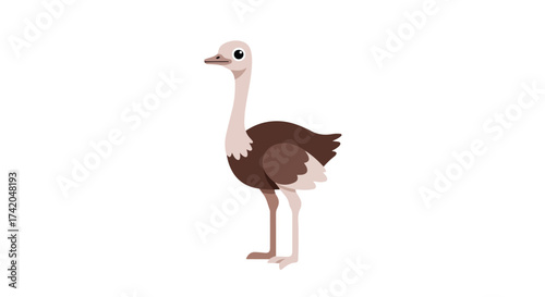 Stylized Ostrich Illustration Against White Backdrop Promoting Nature's Biodiversity Wonders
