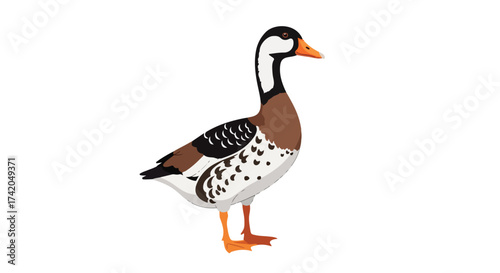 Elegant Goose Illustration with Distinctive Markings for Nature and Wildlife Design Projects
