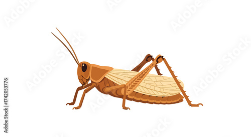 Illustration of a Brown Grasshopper on a White Background Showing Insect Anatomy and Characteristics in Detail