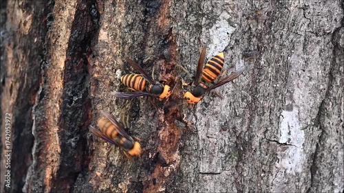 Asian giant hornets gathering around tree sap