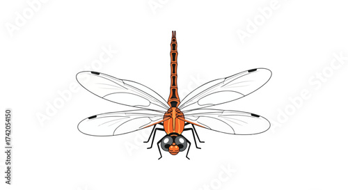 Detailed Illustration of an Orange Dragonfly with Transparent Wings on a White Background, Perfect for Educational Resources and Insect Guides