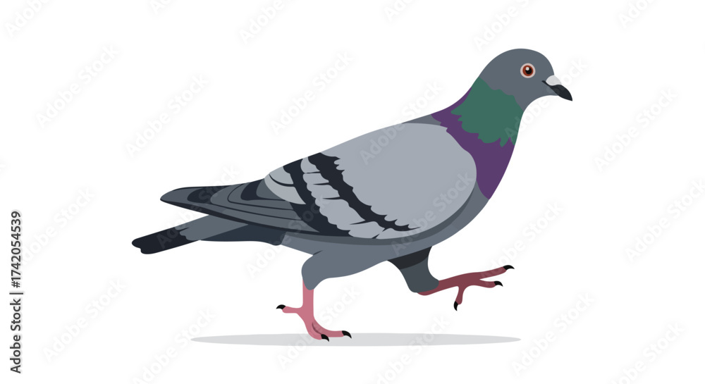 Fototapeta premium Pigeon Ambling Illustration: A Streamlined Depiction of an Urban Bird's Perambulation Against a Clear Background