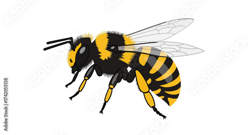 Detailed vector illustration of a bumblebee, showcasing its distinctive yellow and black stripes and delicate wings against a white backdrop