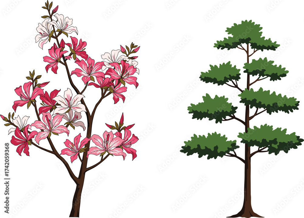 Fototapeta premium Flowering shrub with pink white blossoms, coniferous evergreen tree with layered foliage, nature contrast, botanical garden landscape, seasonal flora, cad drawing flat vector illustration