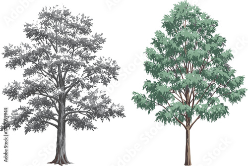 Grayscale tree illustration beside full color green tree, artistic comparison of styles, nature design concept, detailed foliage drawing, cad drawing flat vector illustration