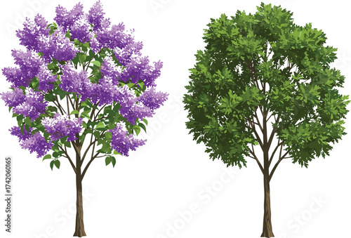 Purple flowering tree with green foliage beside lush deciduous tree, spring nature landscape, botanical garden scene, seasonal contrast, cad drawing flat vector illustration