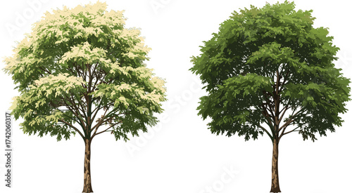 Two decorative trees with green and white foliage, seasonal variation, botanical illustration, eco-friendly design element, isolated natural artwork, cad drawing flat vector illustration