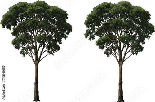 Two tall leafy trees with broad green canopies, natural forest foliage, botanical illustration, eco-friendly design element, isolated nature artwork, cad drawing flat vector illustration