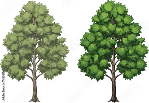 Tree illustration, comparison of faded foliage tree and vibrant green tree, botanical drawing, natural landscape, greenery design, educational art, cad drawing flat vector illustration