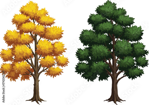Autumn tree with orange yellow leaves, green summer tree with dense foliage, seasonal contrast nature landscape, deciduous forest diversity, cad drawing flat vector illustration