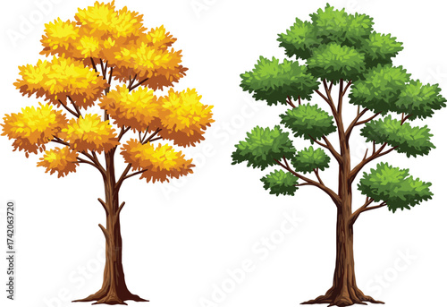 Autumn yellow deciduous tree with bright foliage, green summer tree with lush leaves, seasonal contrast nature landscape, botanical comparison illustration, cad drawing flat vector illustration