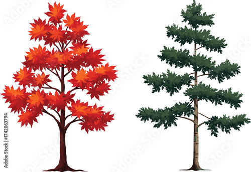 Autumn deciduous tree with red orange leaves, evergreen conifer pine tree with green needles, seasonal nature contrast, botanical landscape comparison, cad drawing flat vector illustration