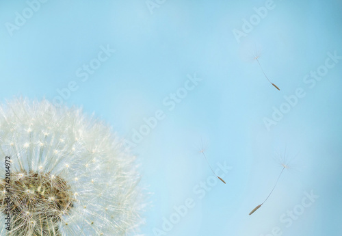 Dandelion seeds flying in the air