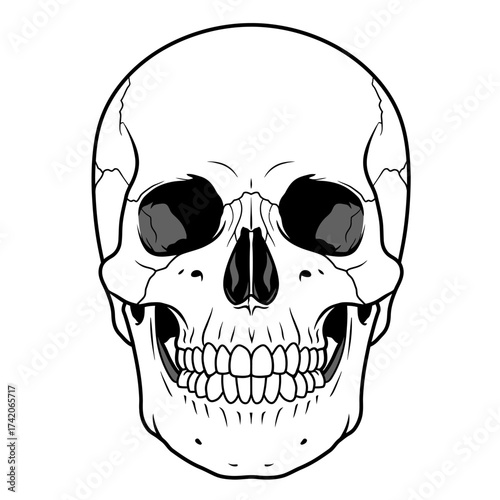 Detailed human skull front view anatomical drawing for medical and artistic use silhouette Flat design vector illustration isolated on a white background