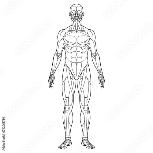 Detailed human anatomy muscular system and vascular network anatomical medical chart silhouette Flat design vector illustration isolated on a white background